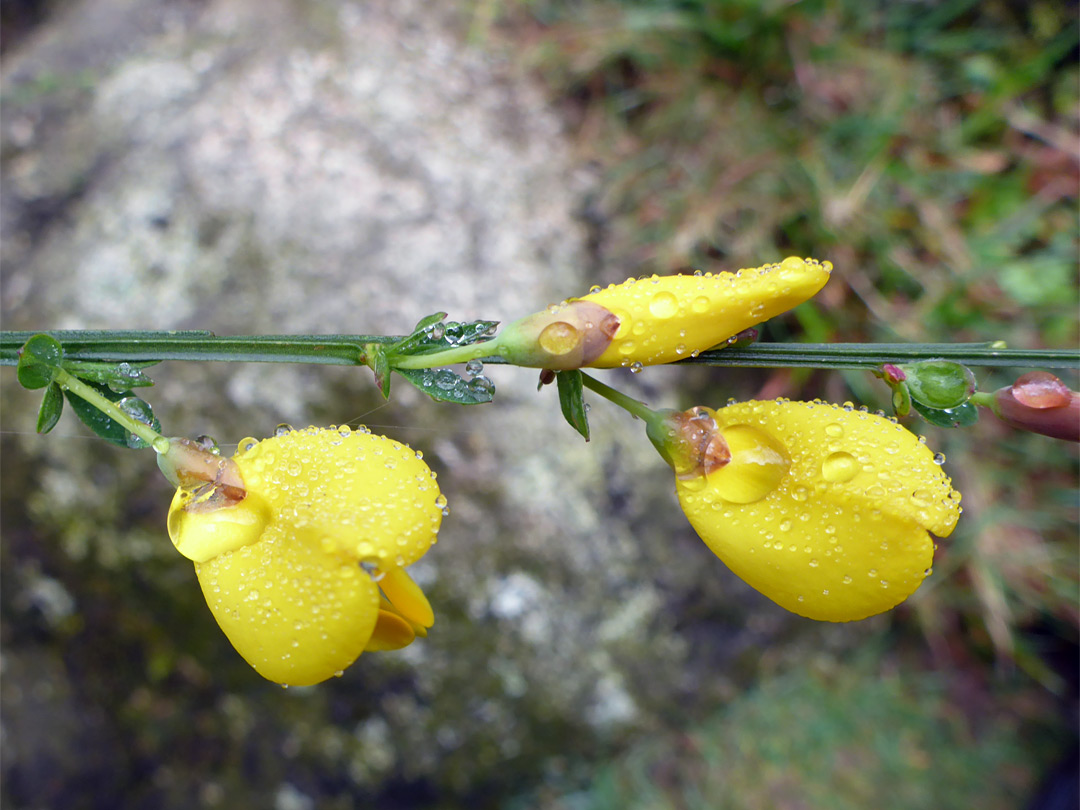 Stem and flowers