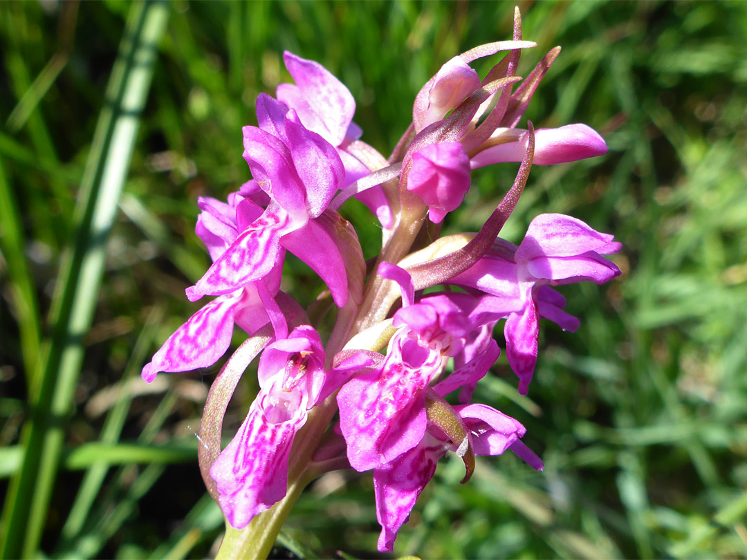 Early marsh orchid