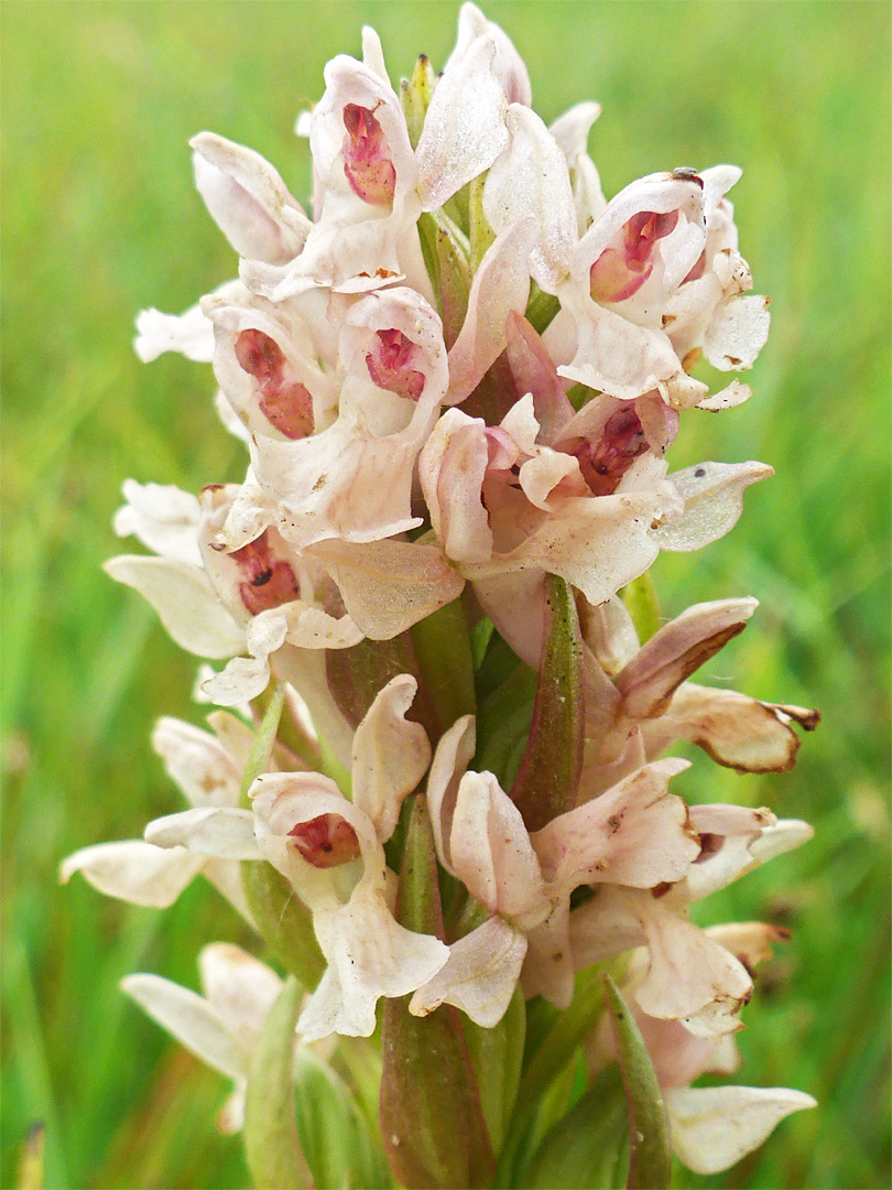 Whitish inflorescence