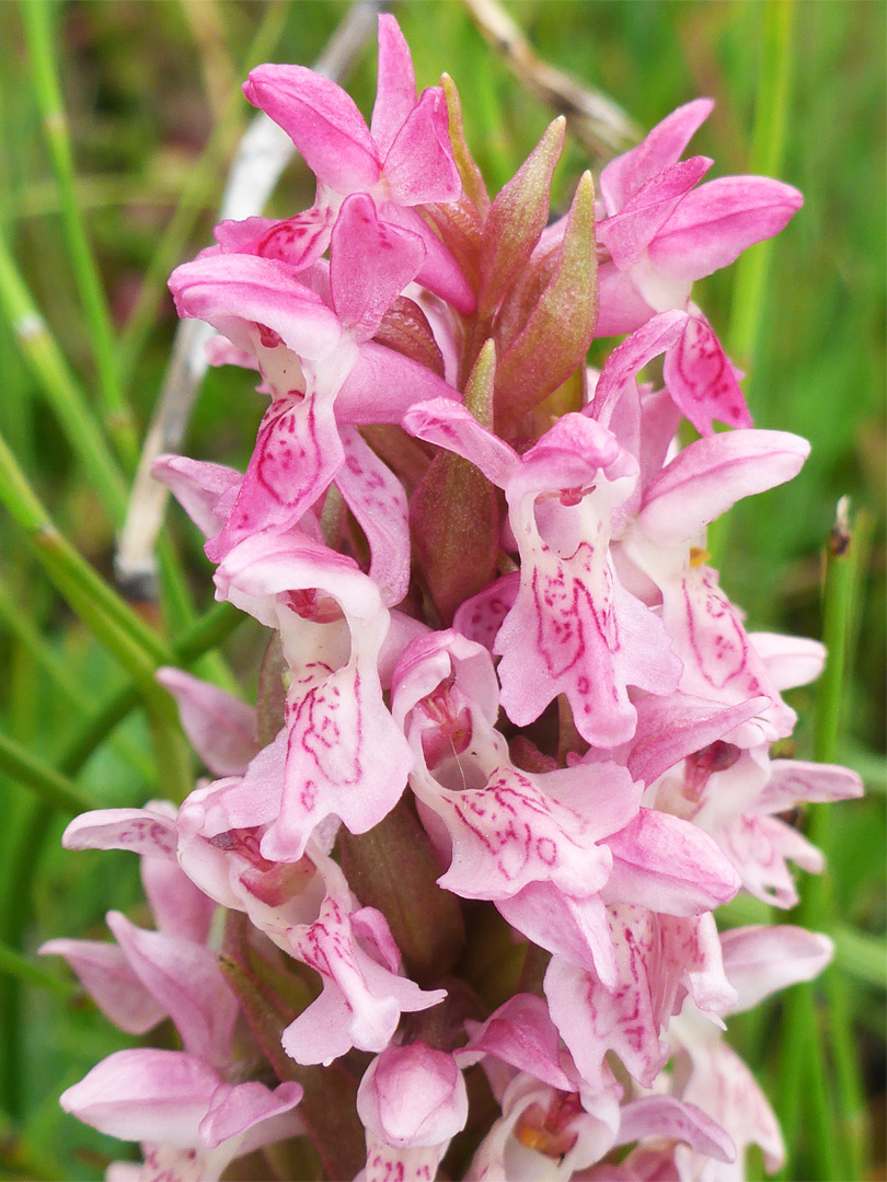 Pale pink flowers