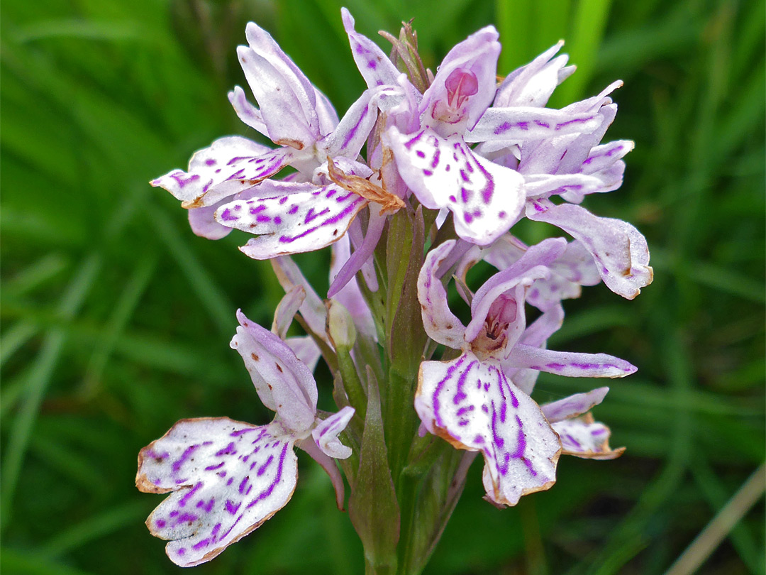 Stongly marked petals