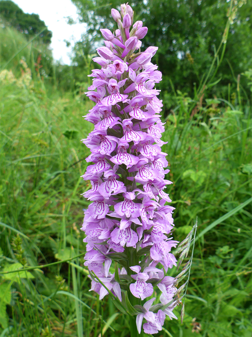 Elongated flower cluster