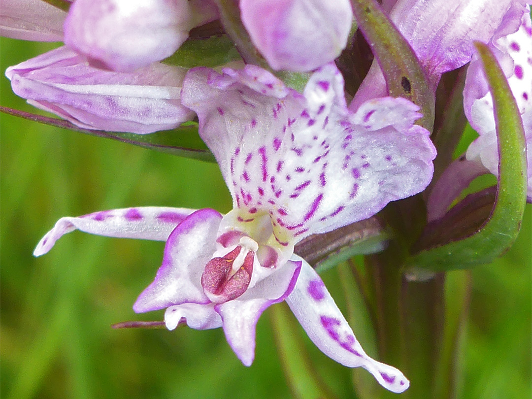 Wide-open flower