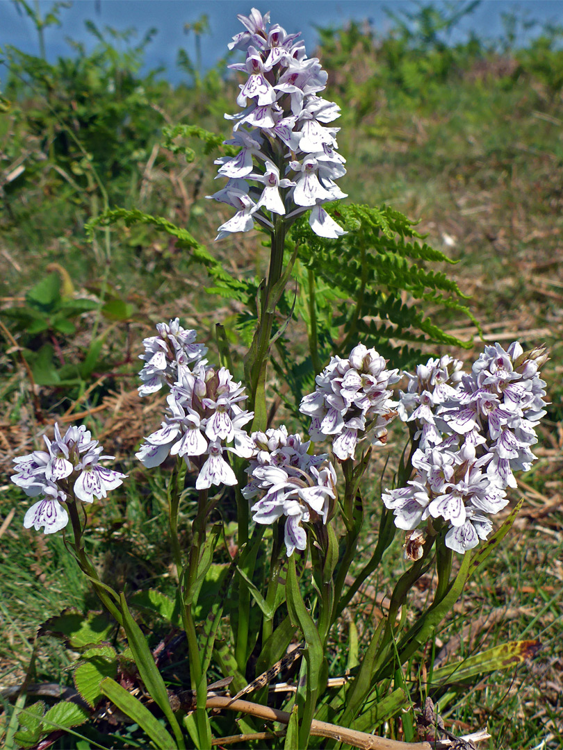 Pale-coloured flowers