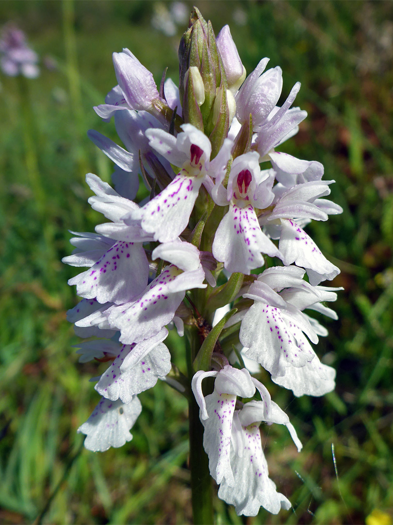 Heath spotted orchid