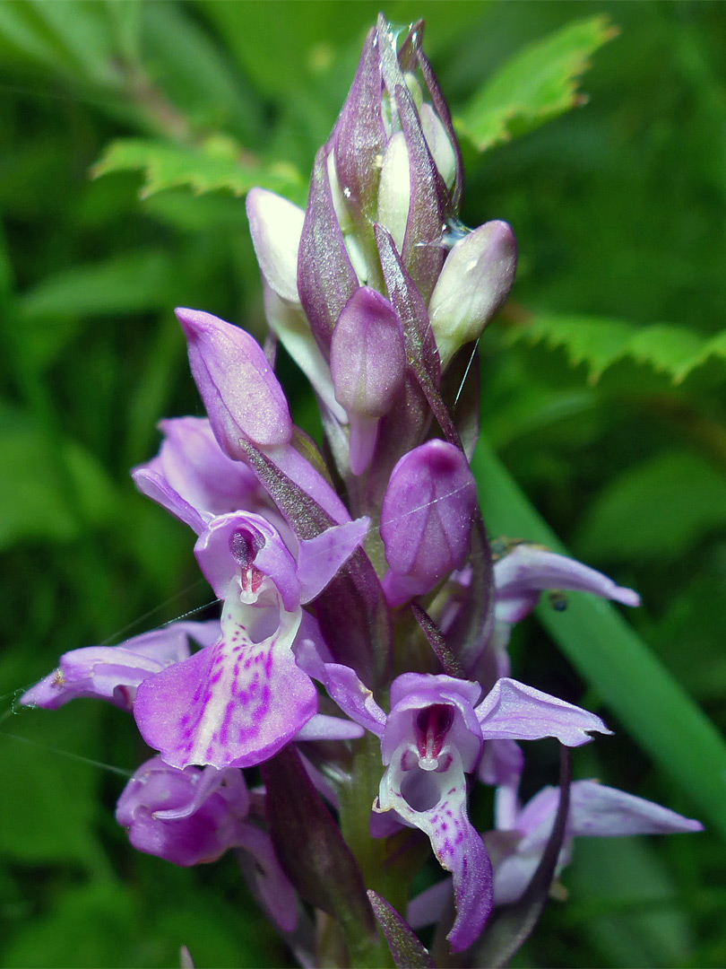 Flowers and bracts