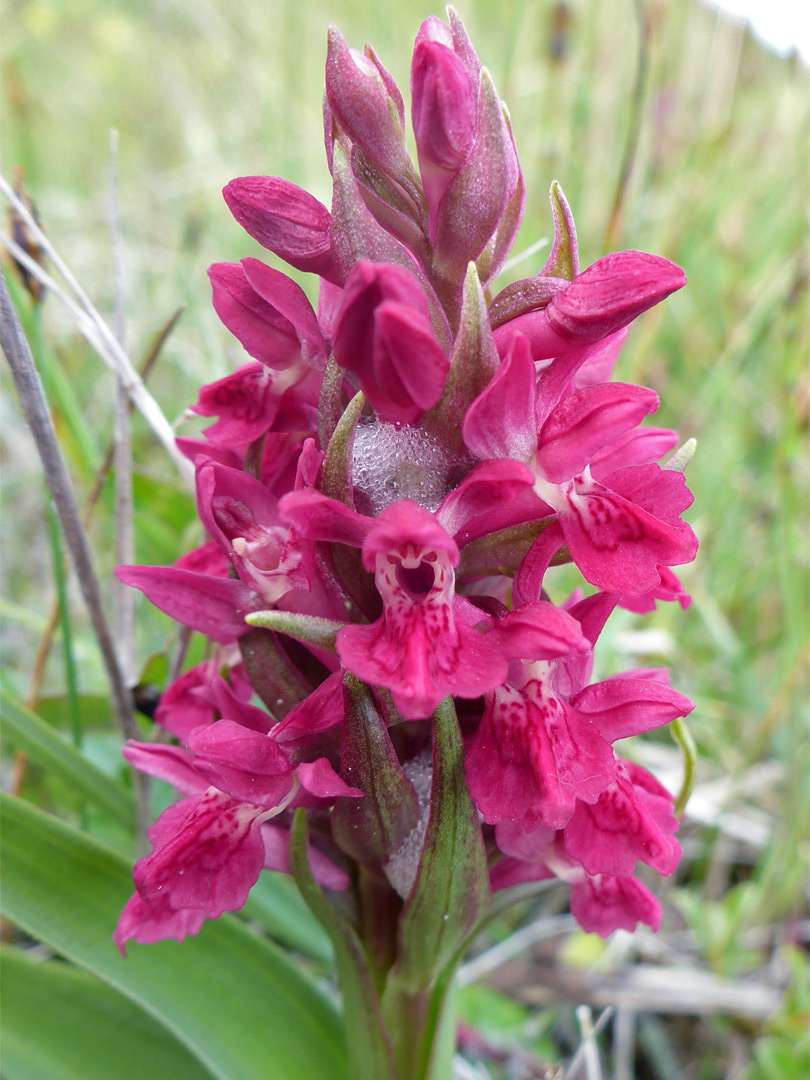 Reddish flowers