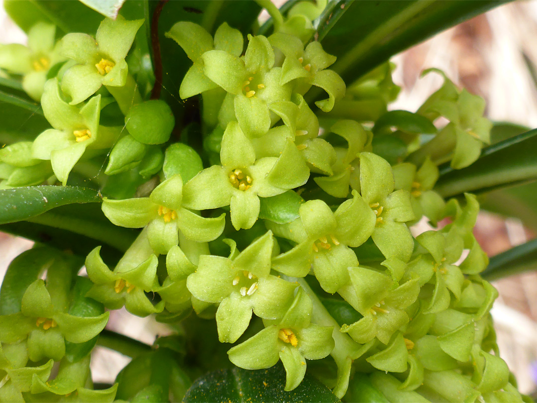 Greenish-yellow flowers