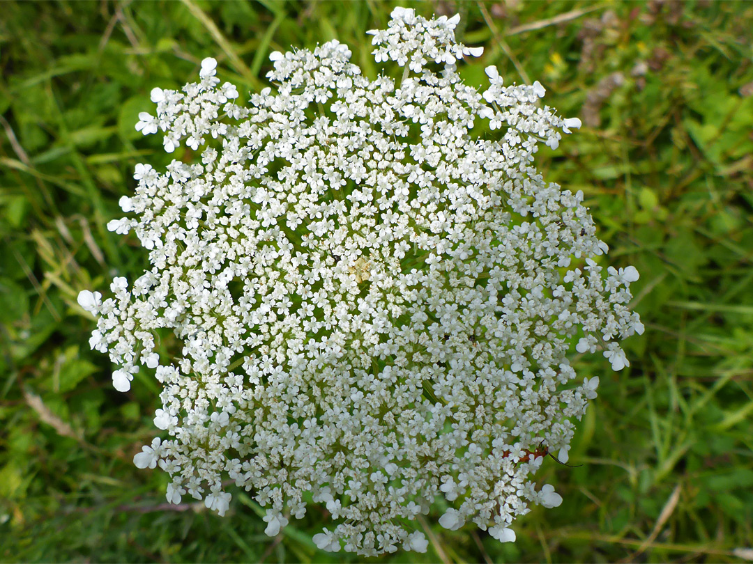 Flat-topped inflorescence