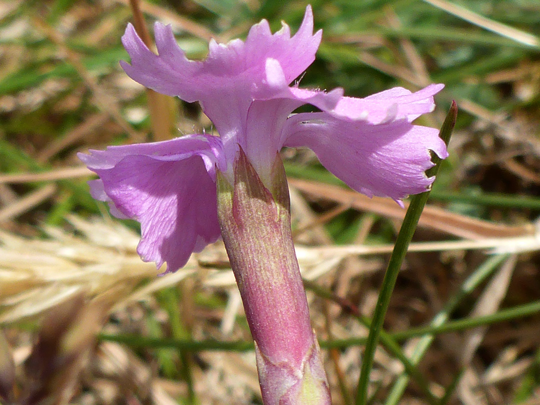 Calyx and corolla