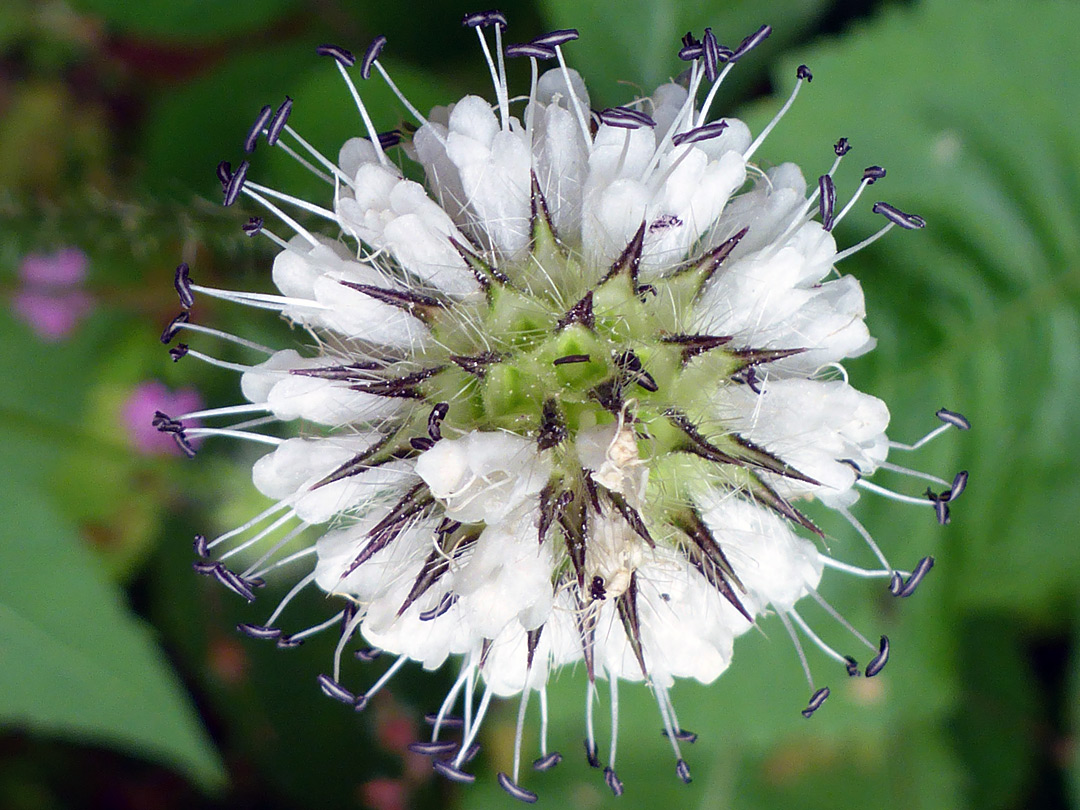 Spherical inflorescence