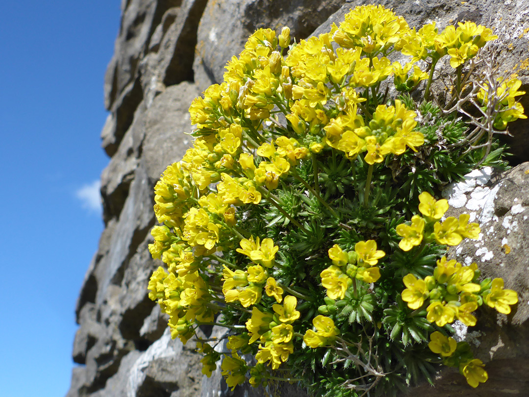 Plants on a wall