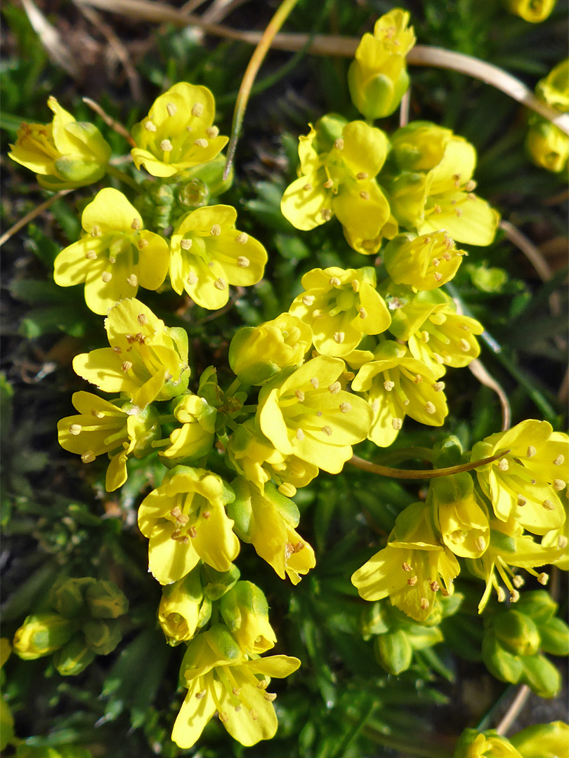 Exserted stamens