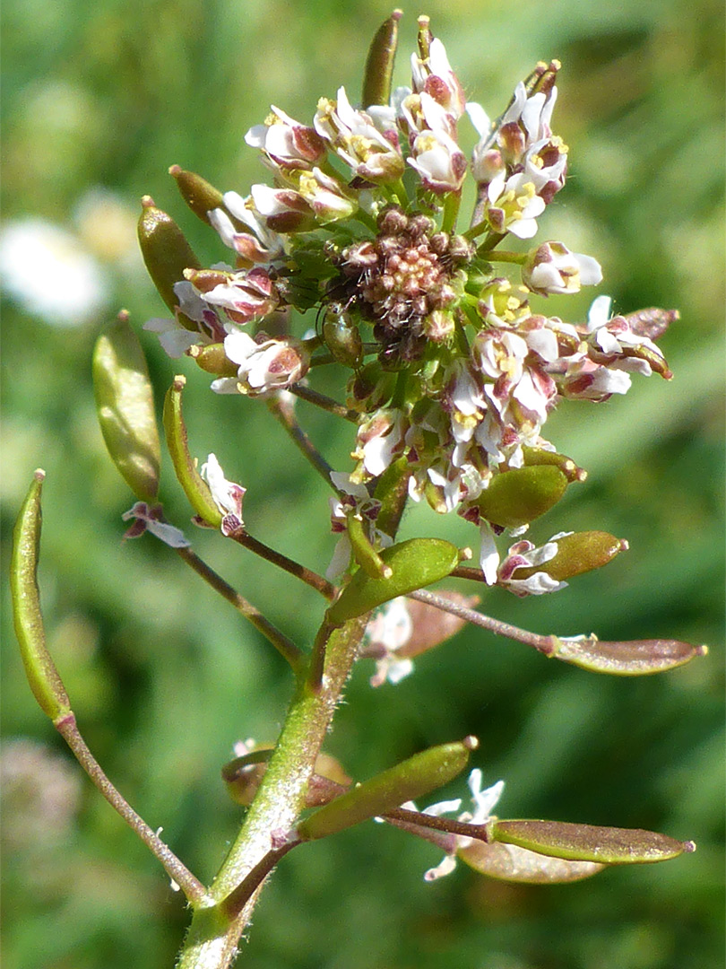 Fruits and flowers