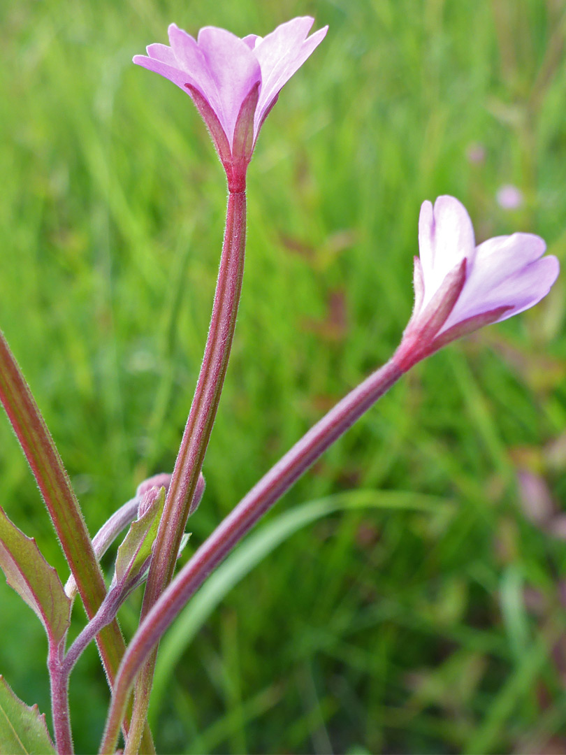 Pale pink flowers