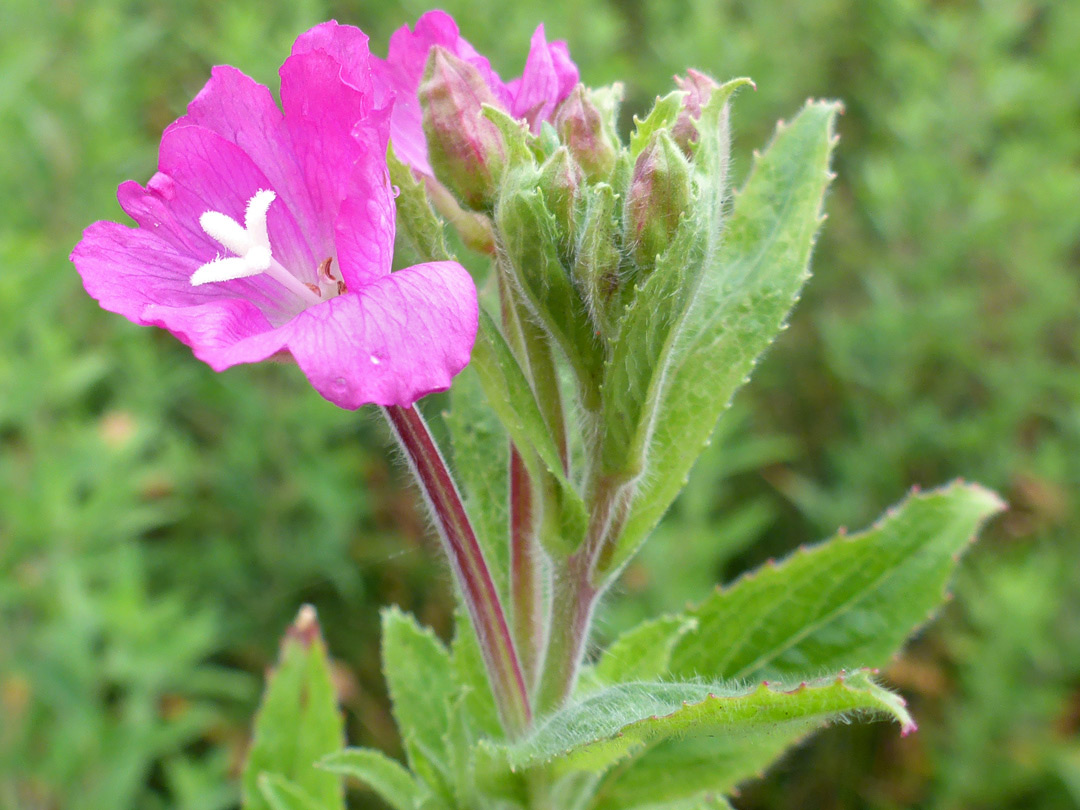 Flowers and buds