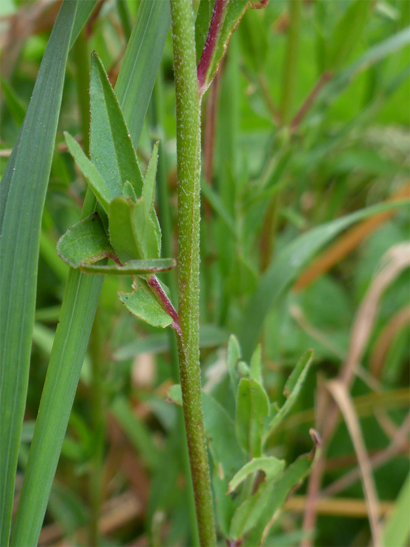 Stem and leaves