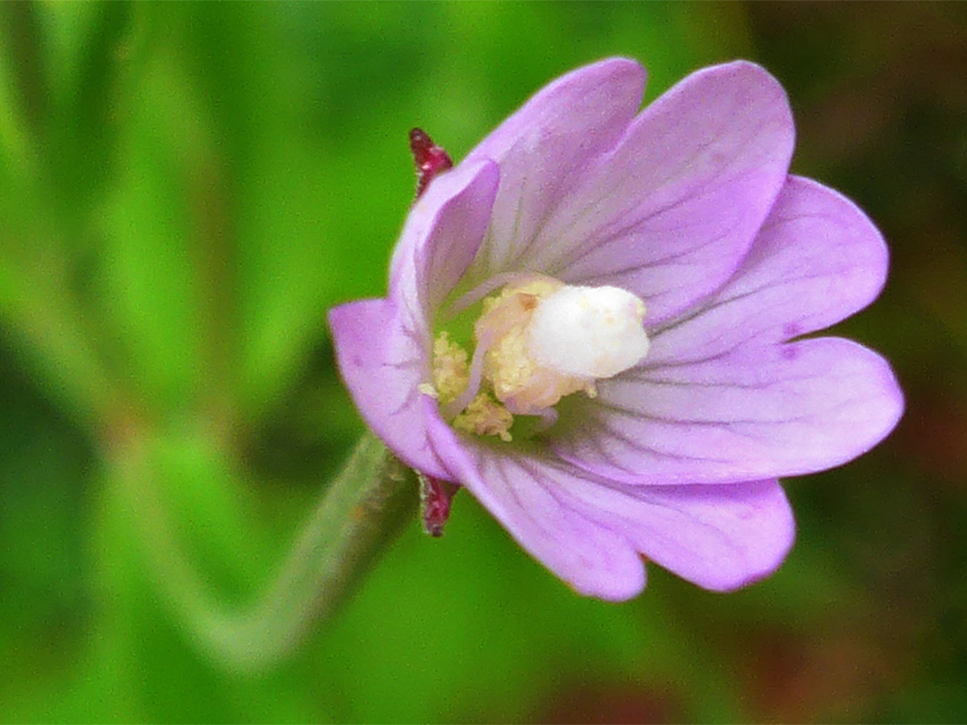 Square-stalked willowherb