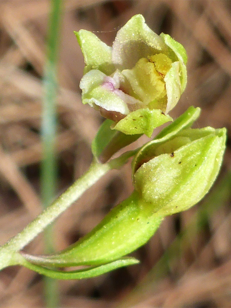 Yellowish-green flowers