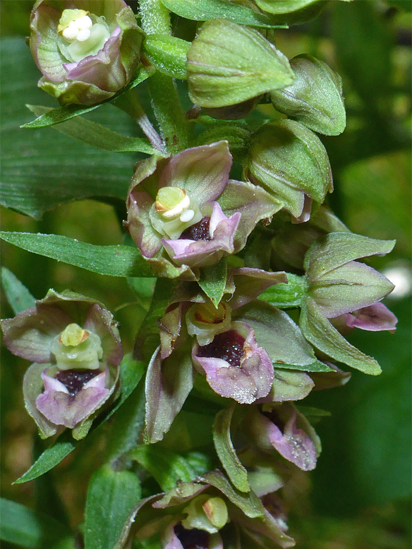 Dense flower cluster