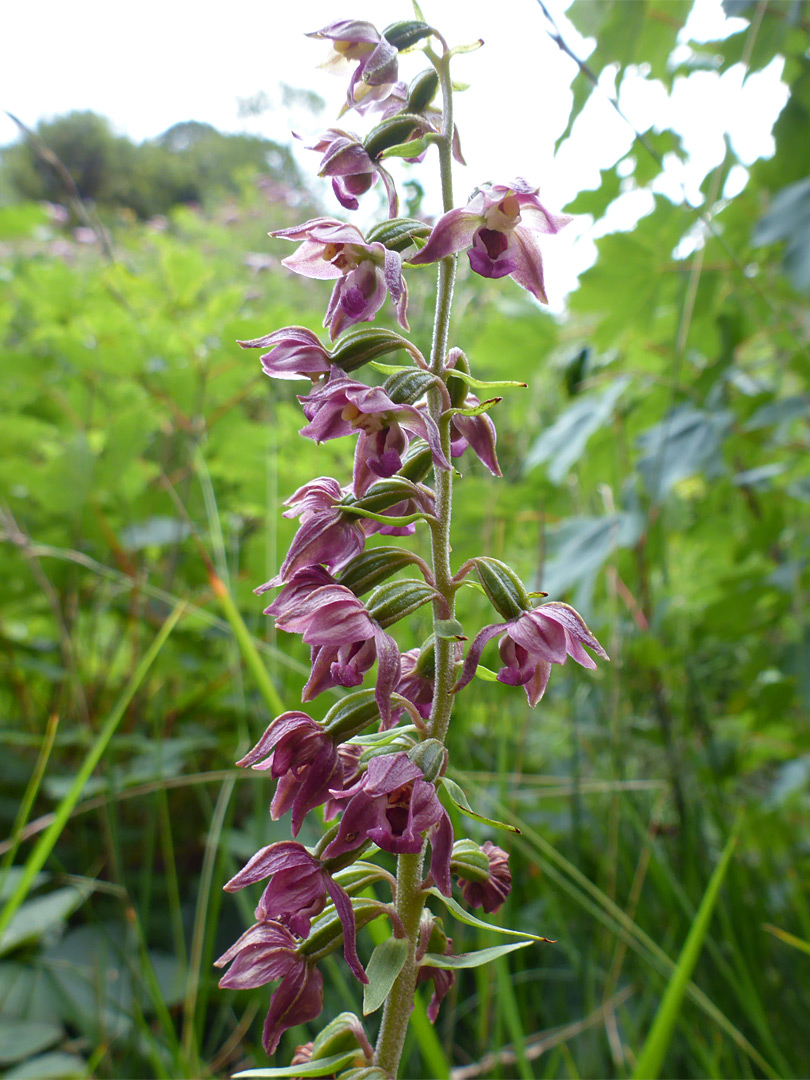 Purple flowers