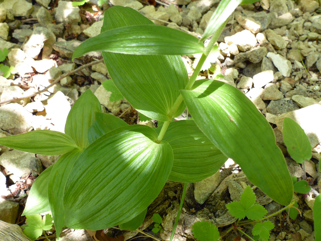 Broad leaves