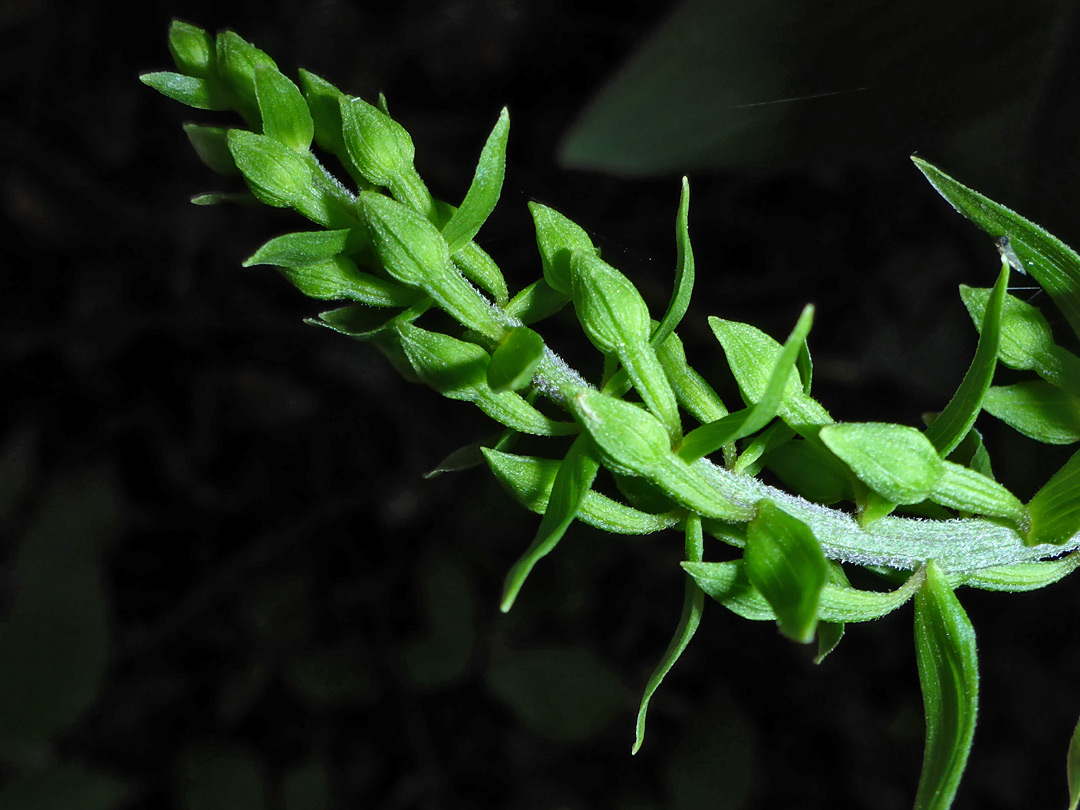 Green buds