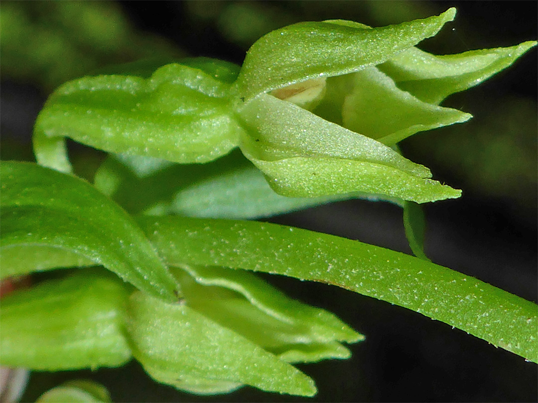 Opening flower