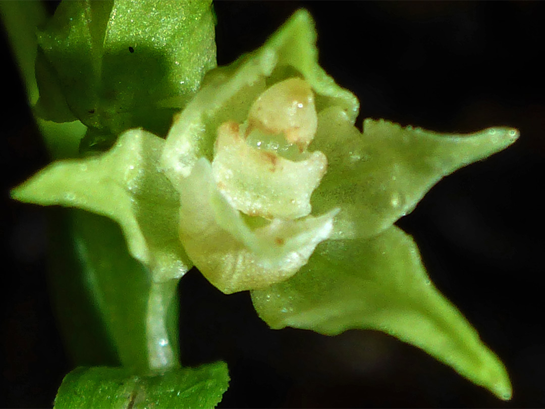 Green flower