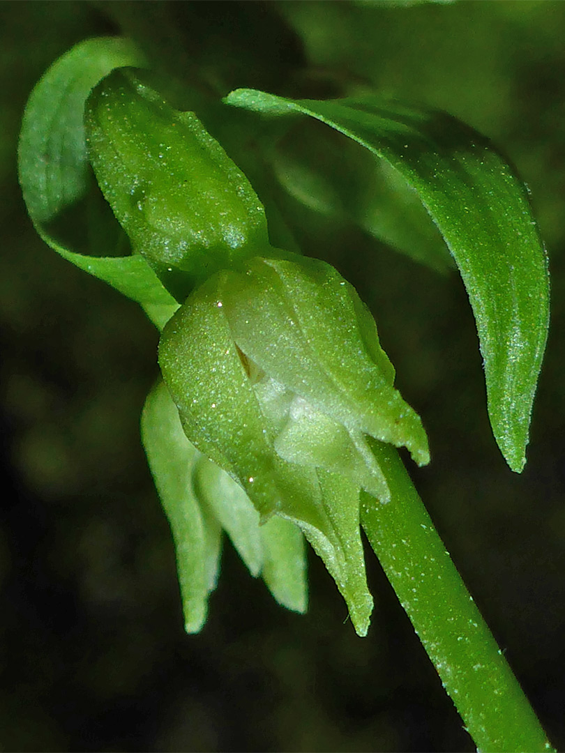 Flowers and bracts