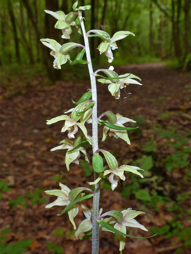 Flowers beside a path