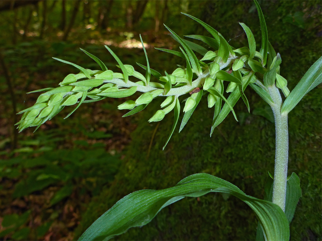 Green buds