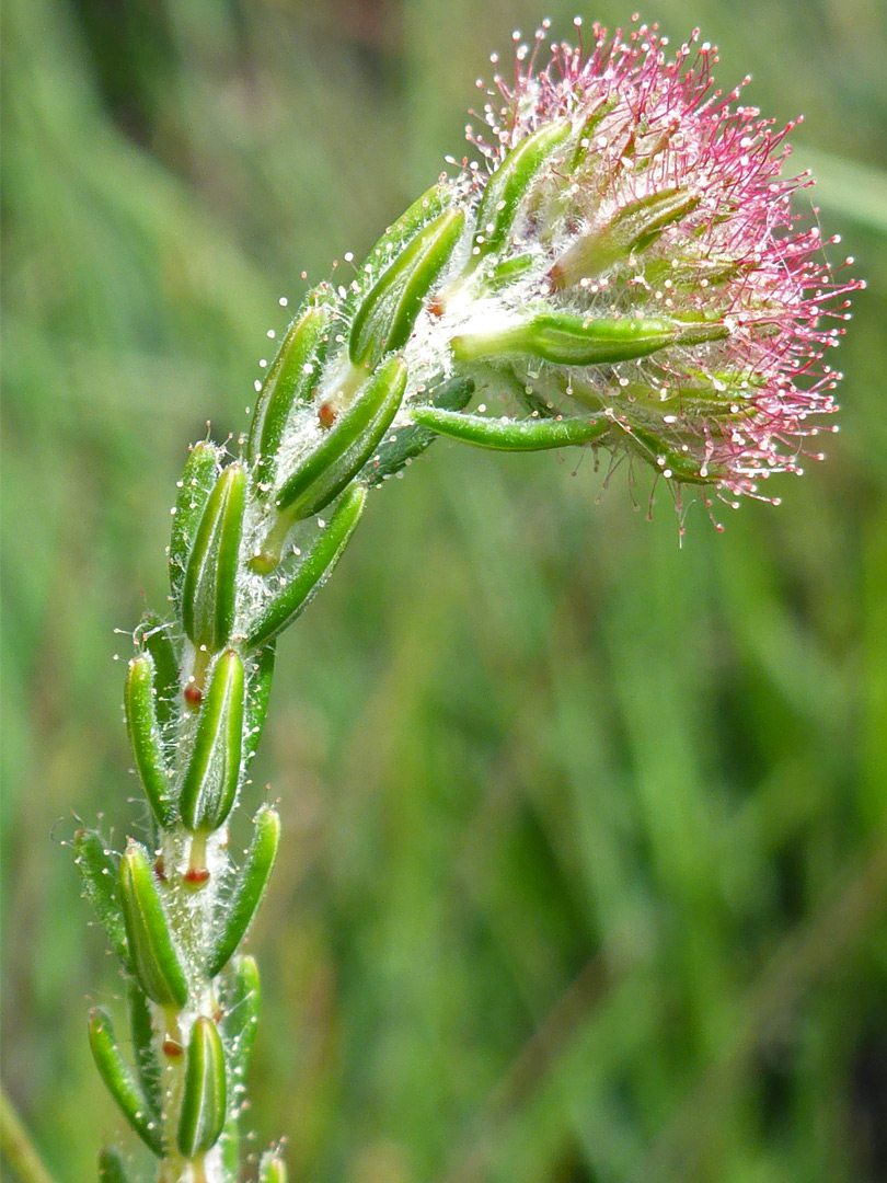 Flowering stem