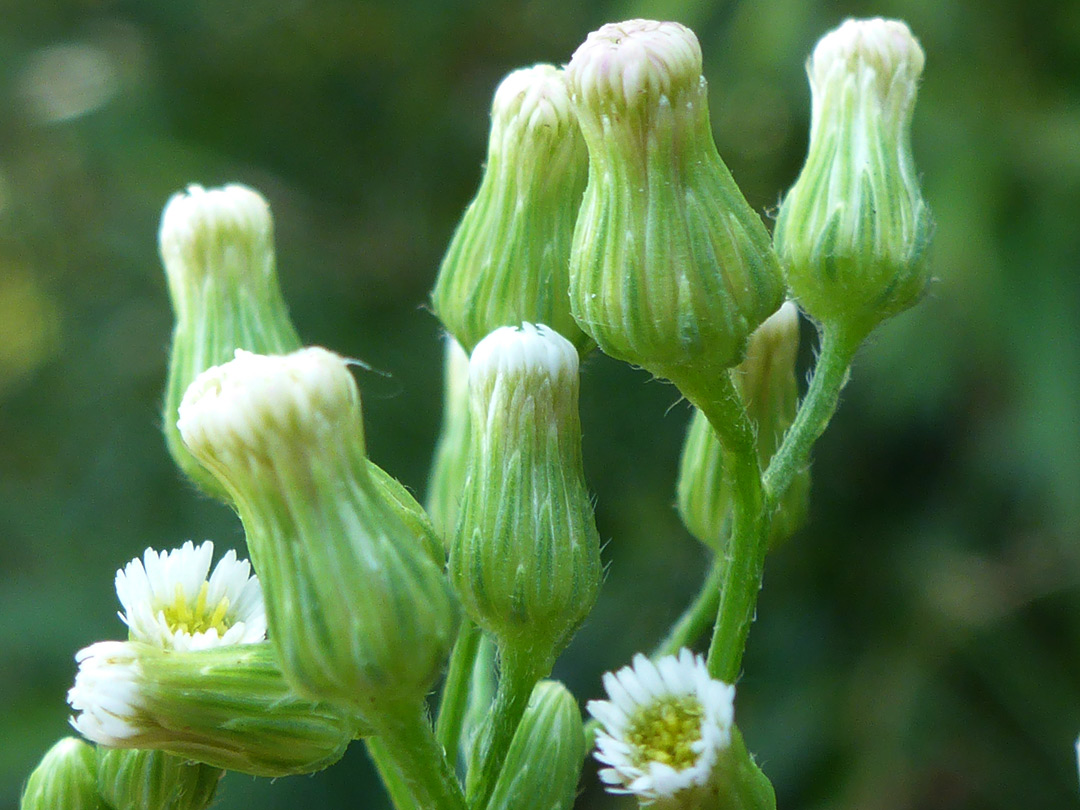 Flowerheads