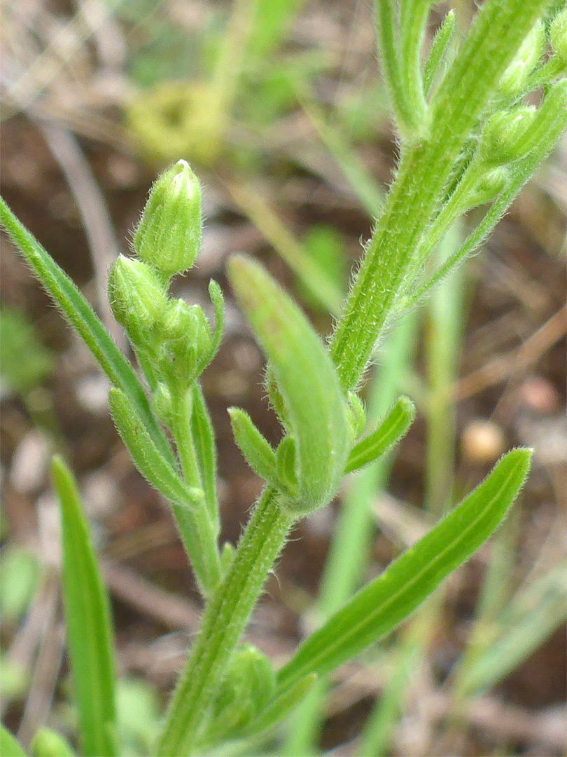 Leaves and flowerheads