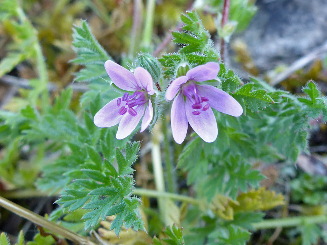 Two pink flowers