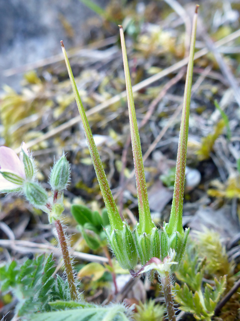 Narrow fruits