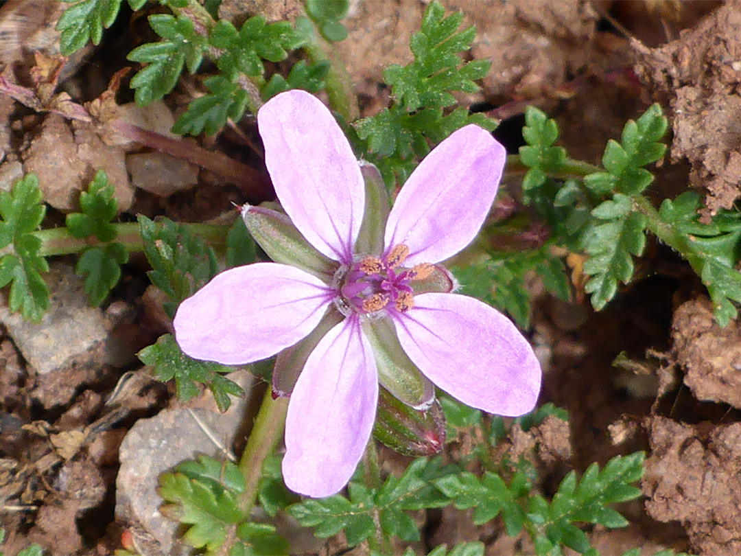 Pale pink flower