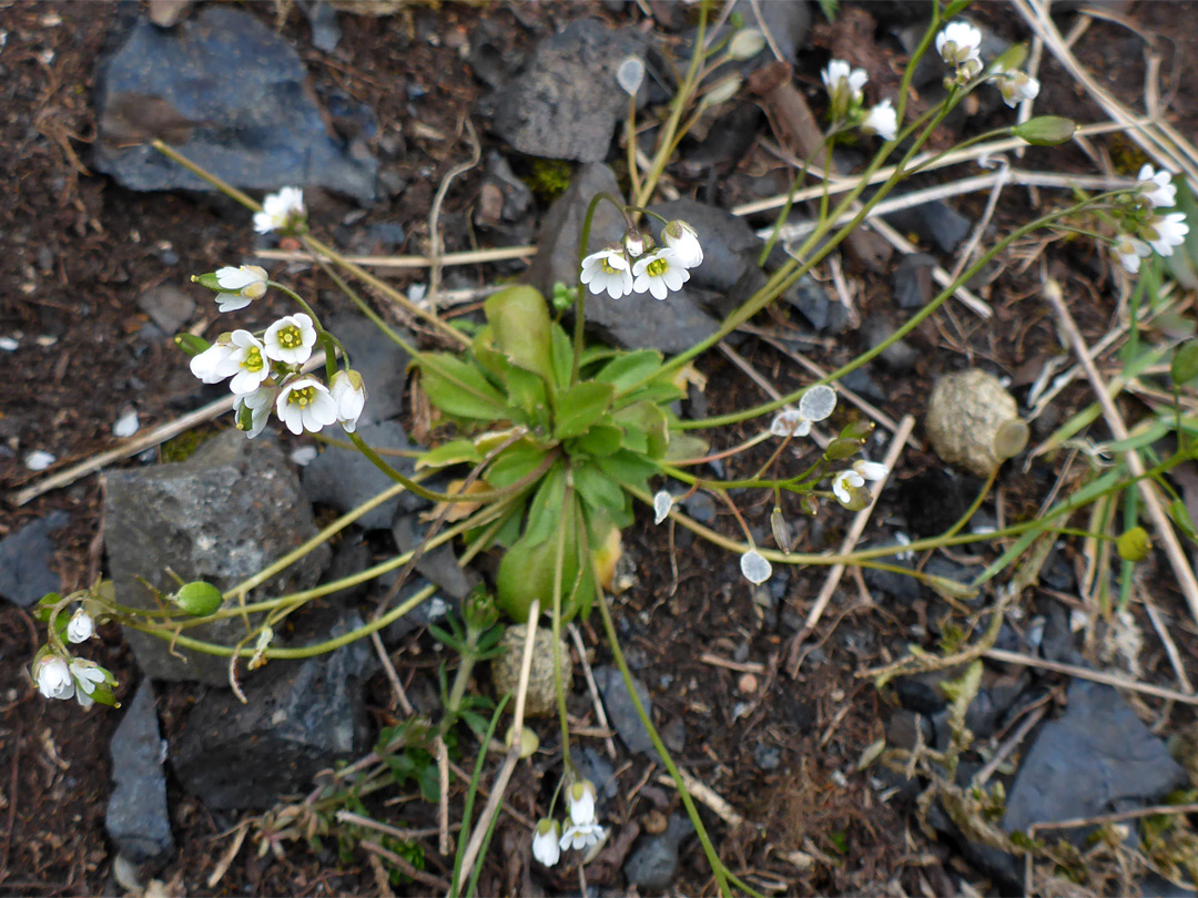 Slender stems