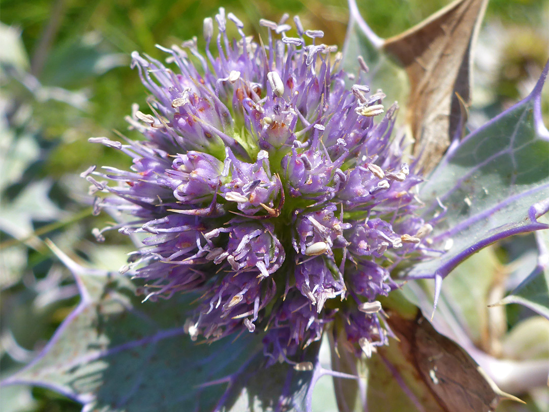 Exserted stamens