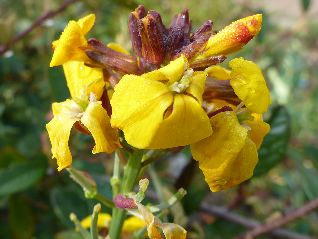 Buds and flowers