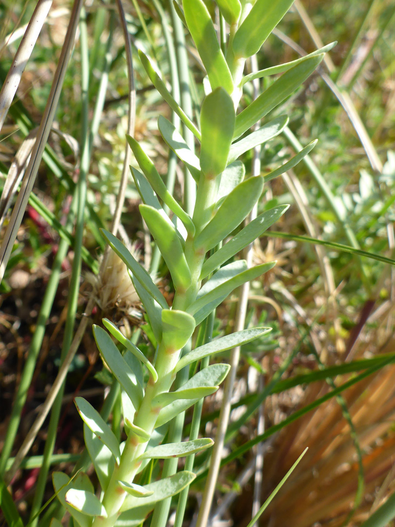 Stem and leaves