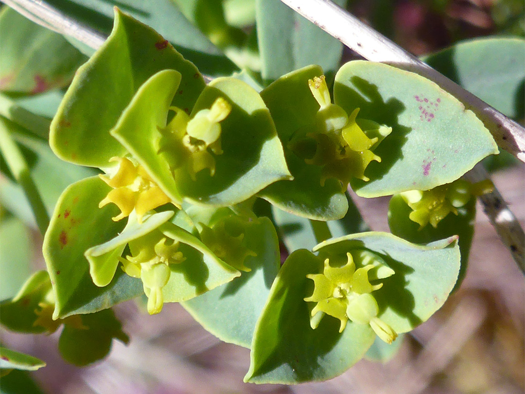 Bracts and flowers