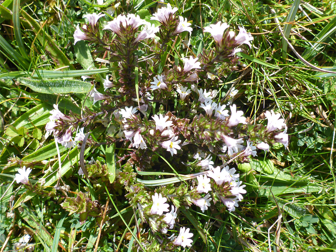 Clustered flowers