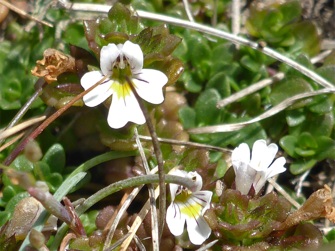 Eyebright