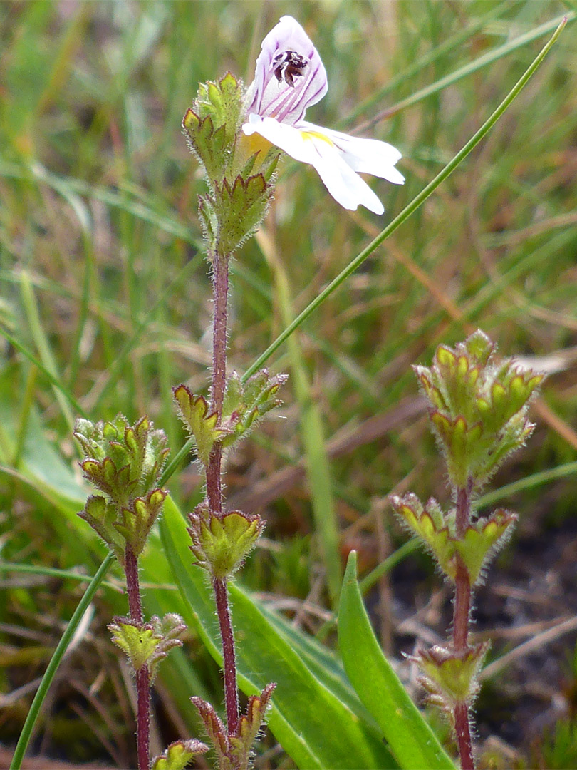 Three stems