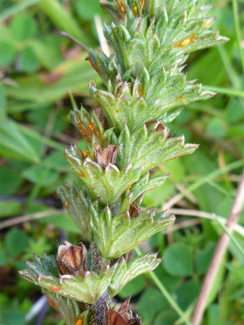 Leaves and hairy stem