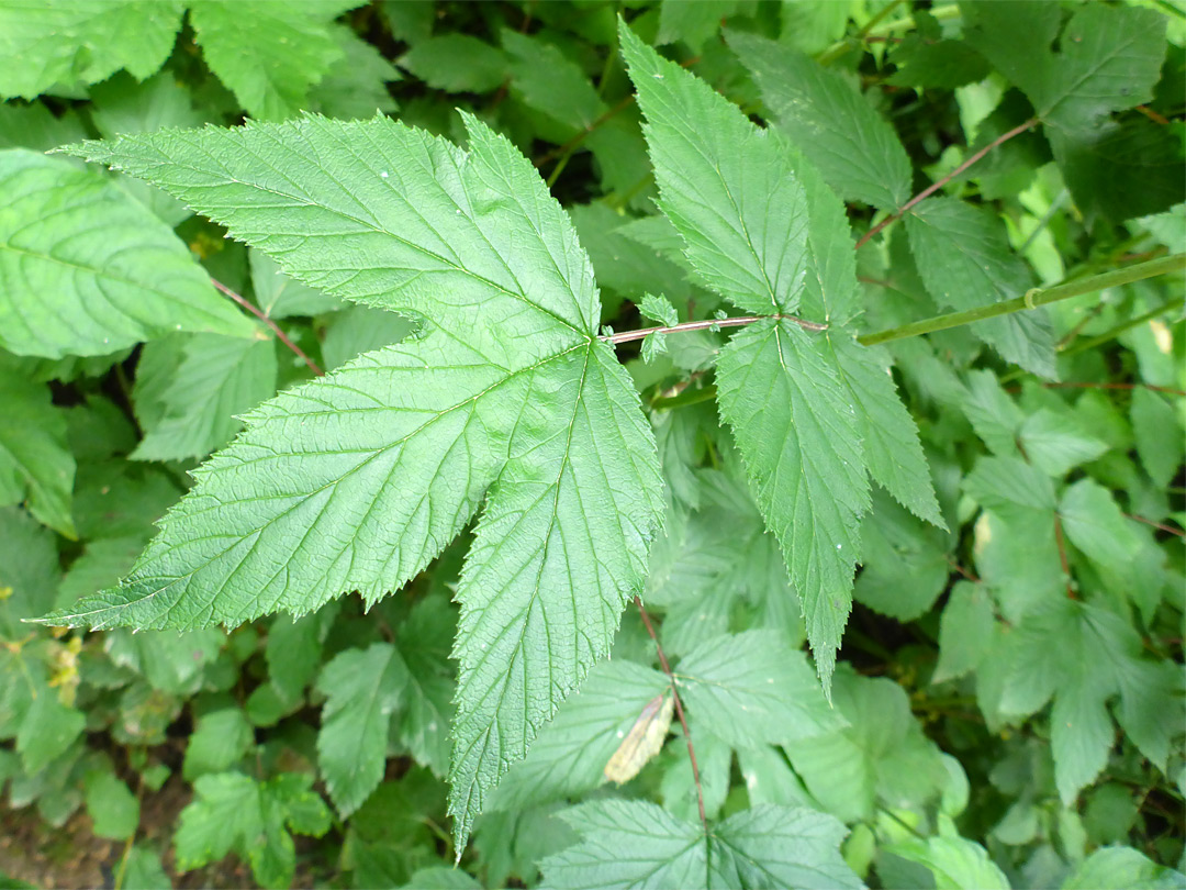 Compound leaf