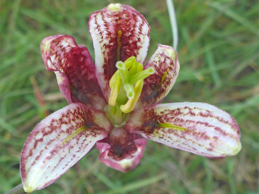 Green stigma