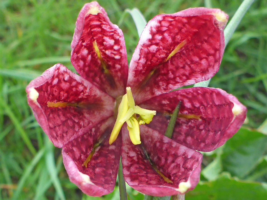 Six-lobed corolla